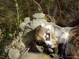 Tiergarten Schönbrunn am 23.03.2023